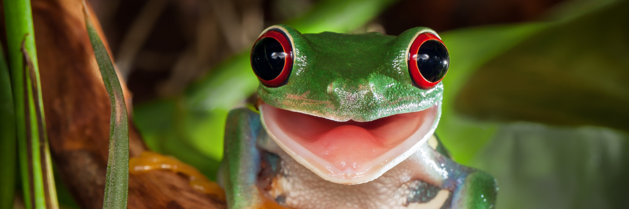 Red-eyed tree frog sitting on branch