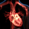 3D Illustration of Human Heart Anatomy