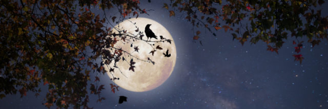 Full moon behind autumn trees.