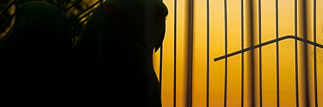 How to Overcome Feeling Like a Caged Bird Without a Key parrots in a cage