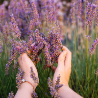 Woman touching blossoming lavender in a field with her hands.