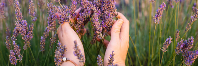 Woman touching blossoming lavender in a field with her hands.