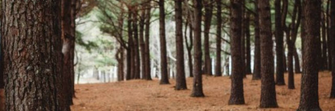 Why Divorce Was the Best Thing That Ever Happened to Me A picture of trees and leave in autumn