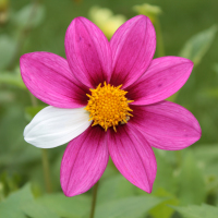 Pink flower with one white petal.