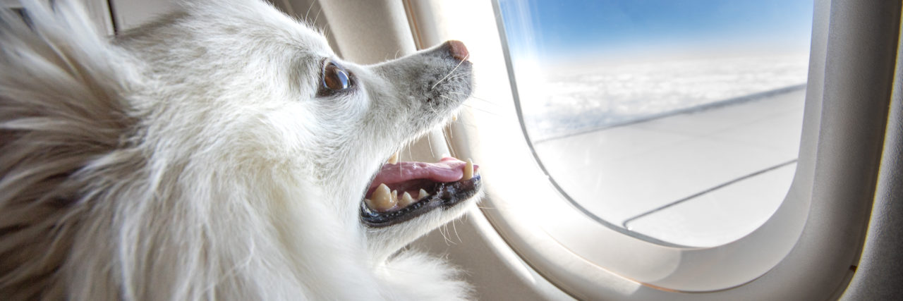 DOT Rules Airlines Can Treat Emotional Support Animals as Pets