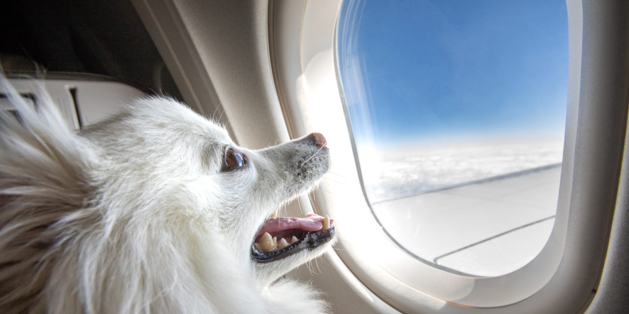 Dot Rules Airlines Can Treat Emotional Support Animals As Pets The Mighty