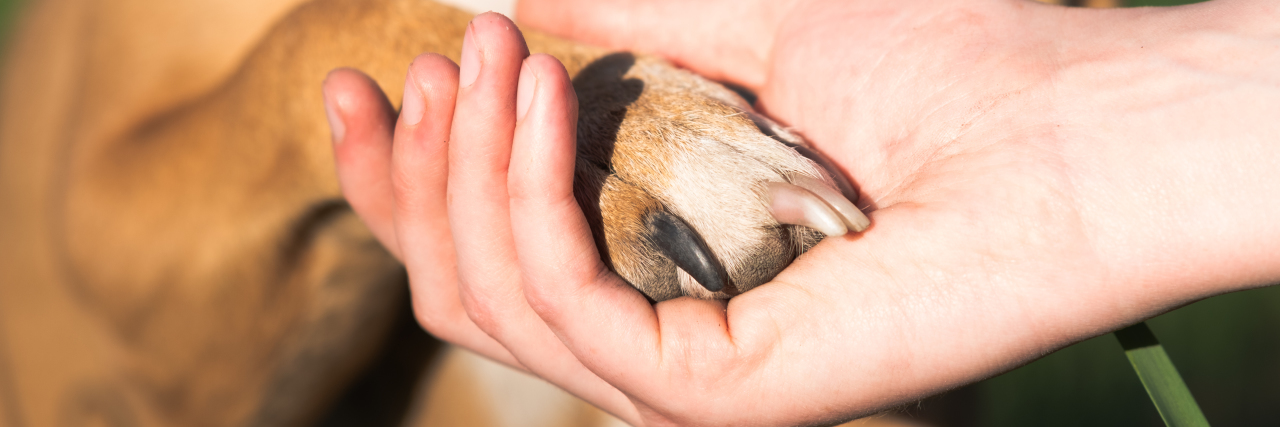 Dog paw in human hand.