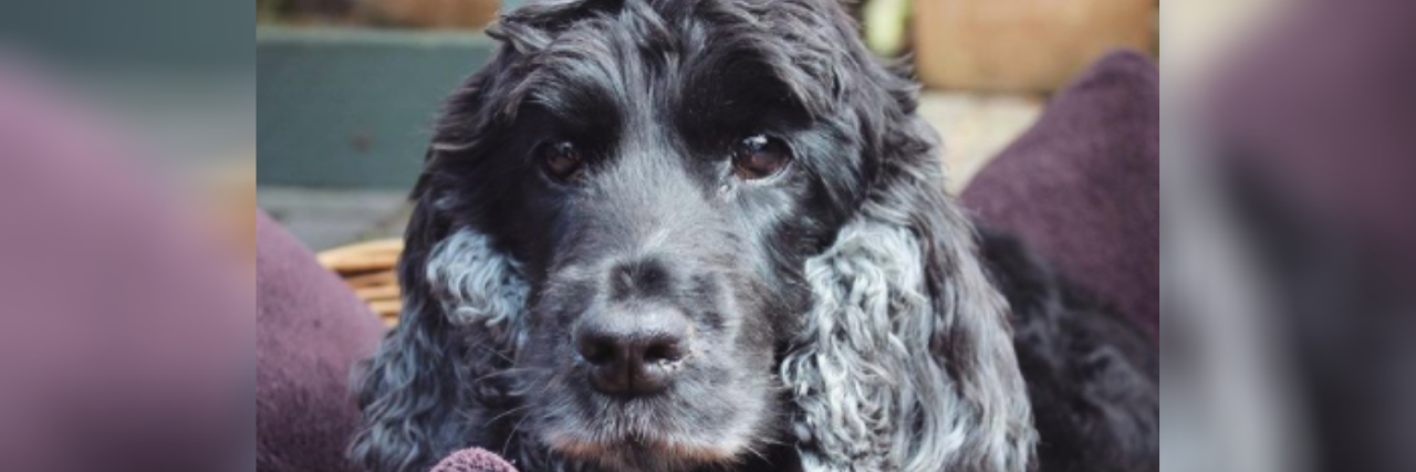 How My Dog Helps Me With My Anxiety photo of the author's black dog lying on the couch