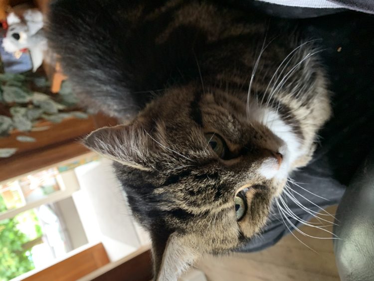 Photo of the author's cat; a striped cat sitting on the sofa looking angry