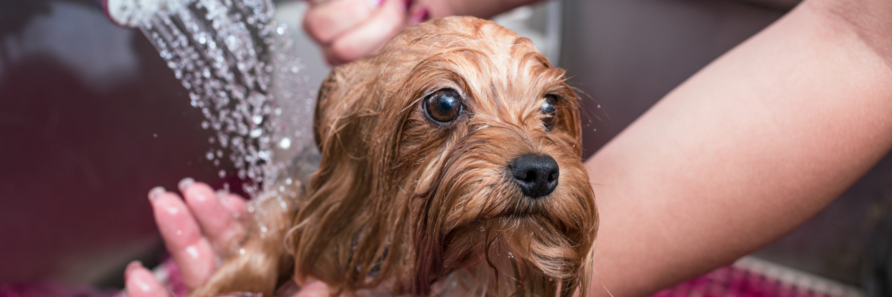 The Constant 'New Normals' of Chronic Illness Woman washing small dog.