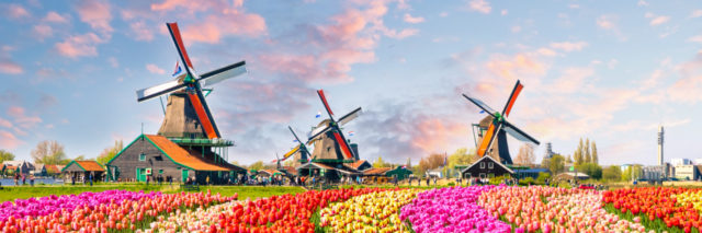Traditional Dutch windmills and tulips.