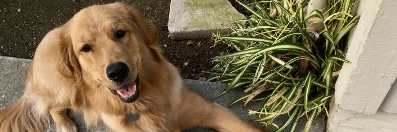 Photo of Lyla, a golden retriever, lying on the ground with paperwork between her paws.