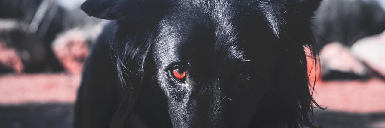 photo of a blasck dog with one brightly lit reddish eye