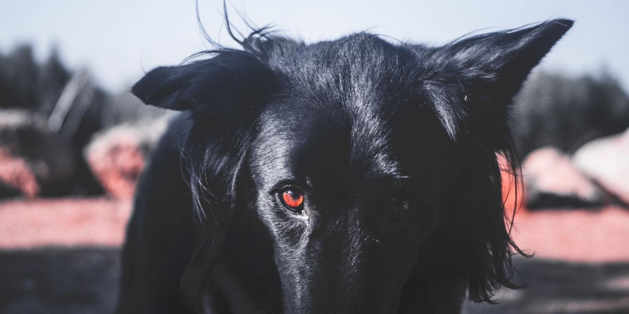 How I’m Taming the Black Dog of My Bipolar Depression | The Mighty