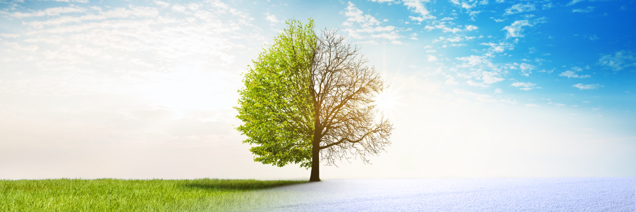 Being 'Clinically Extremely Vulnerable' During the COVID-19 Pandemic Tree showing all four seasons.