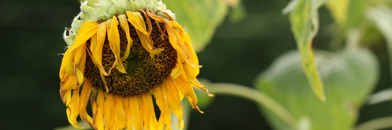 Wilting sunflower.