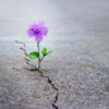 a purple flower growing through a crack on concrete