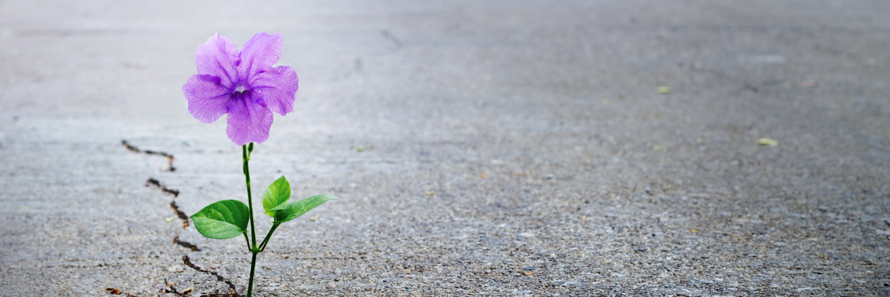 a purple flower growing through a crack on concrete