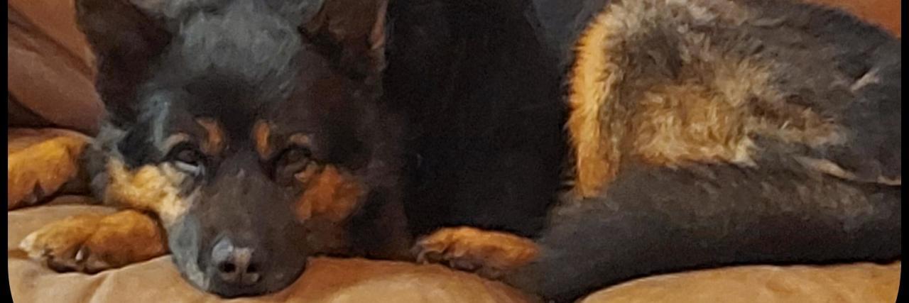 What My Aging Dog Is Teaching Me About Life With a Disability Paco the dog.