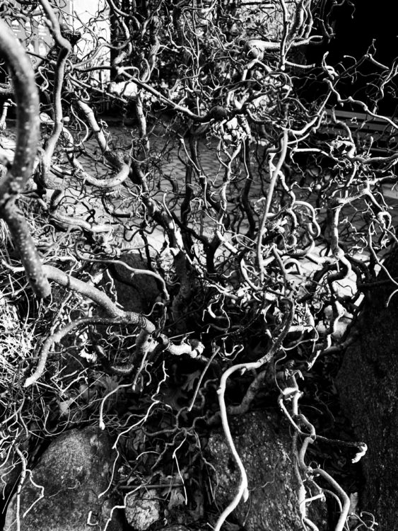Black and white photo by contributor of twisted vines and branches