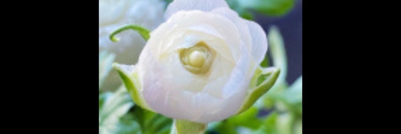 a white flower