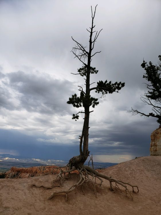 A lone tree sitting on top of red sandstone