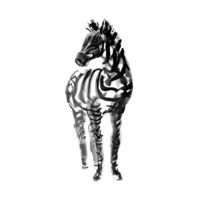 Ink sketch of a zebra.
