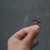 Hand holding a small butterfly