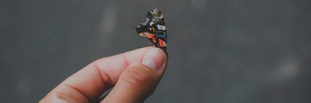 Hand holding a small butterfly