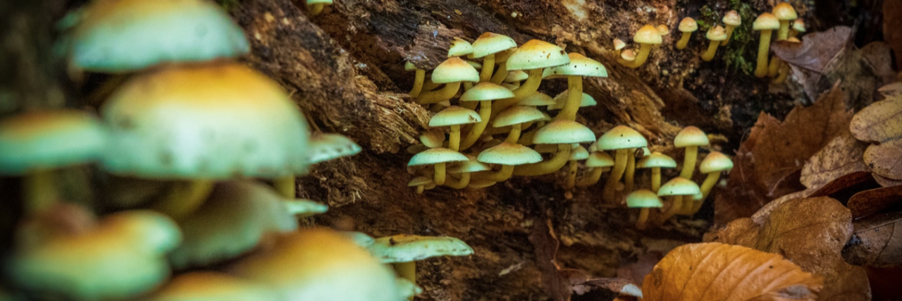 Are Psychedelic Mushrooms the New Wonder Drug for Depression? magic mushrooms
