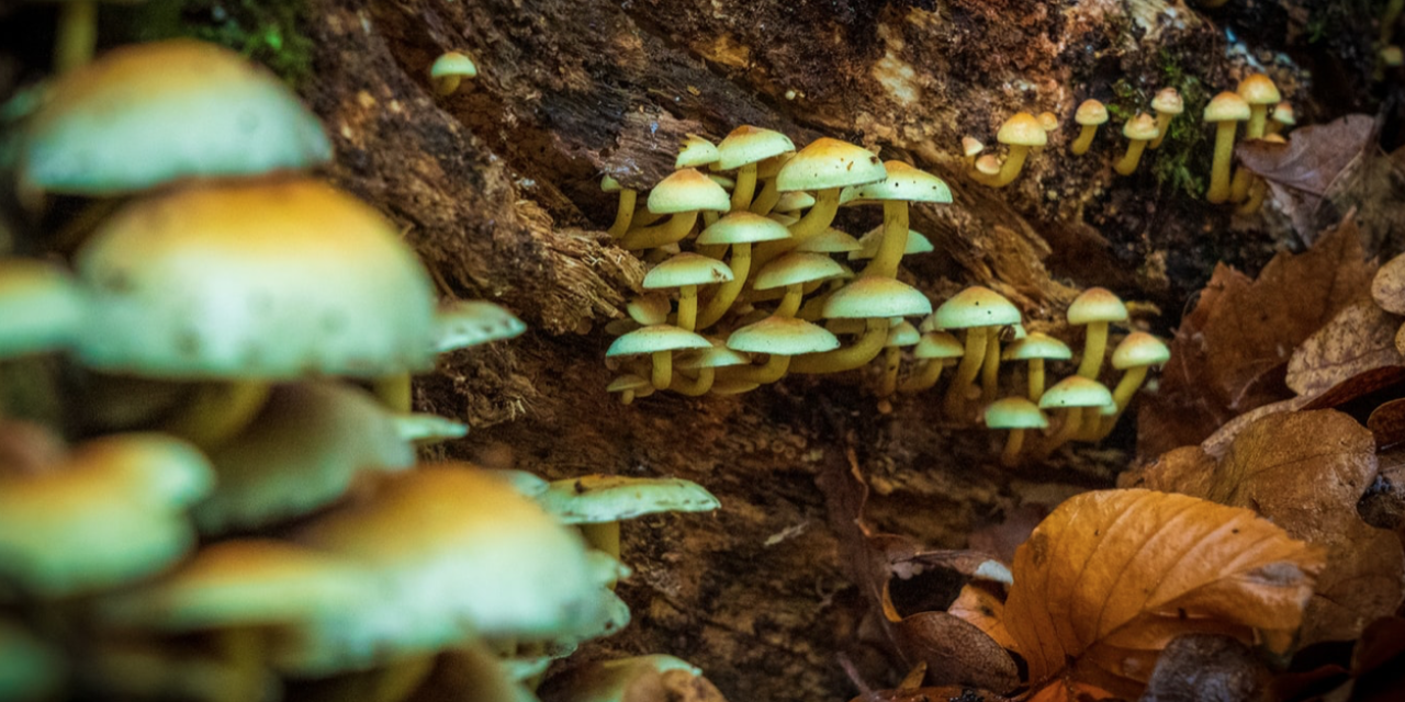 Are Psychedelic Mushrooms the New Wonder Drug for Depression?