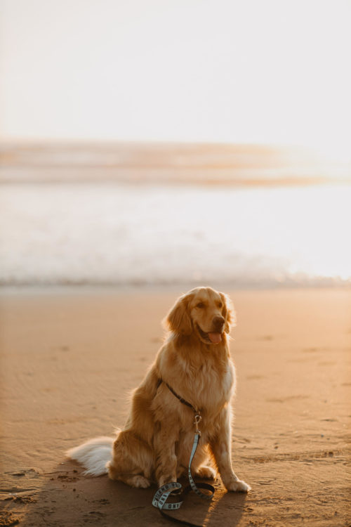 a dog on the beach