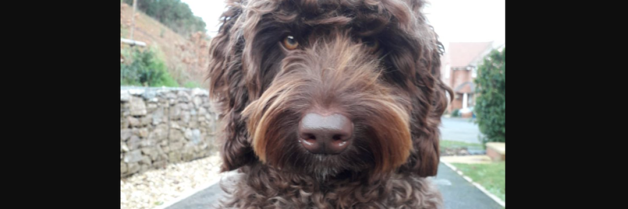 Therapy Dog Digby Saved Woman Who Was Suicidal Digby the dog