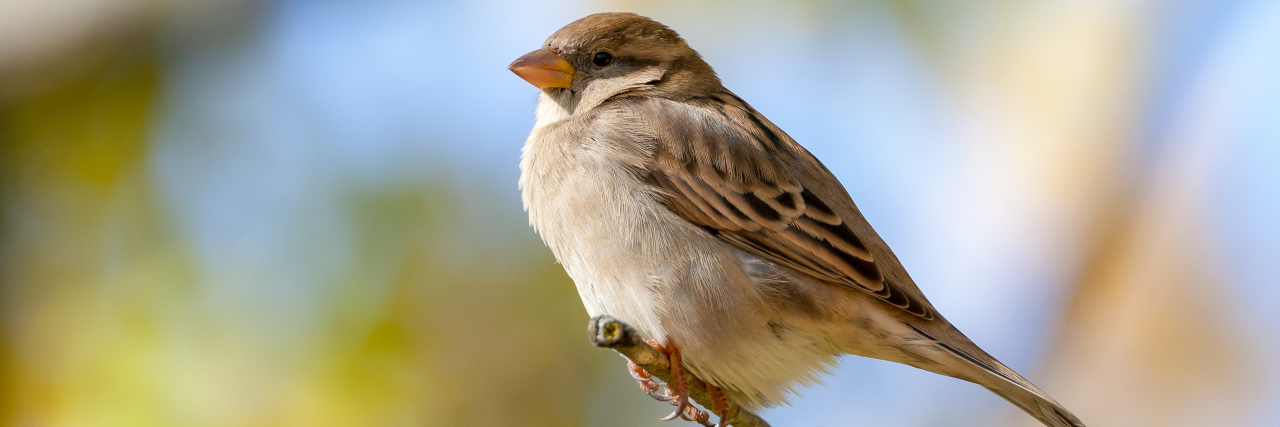 close-up of a sparrow standing on a twig