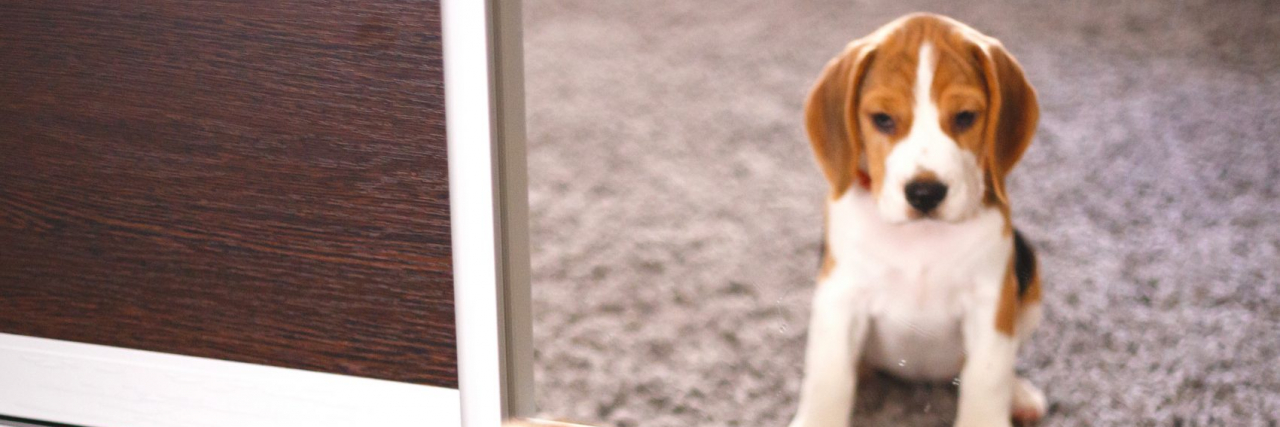 Mental Health Recovery Isn't Always Daisies, Puppies and Rainbows (and That's OK) Puppy looking into mirror at other puppy