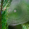 A spider web in a pine tree during dawn with early morning dew in the National park Brunssumerheide in Limburg, the Netherlands on a September morning.