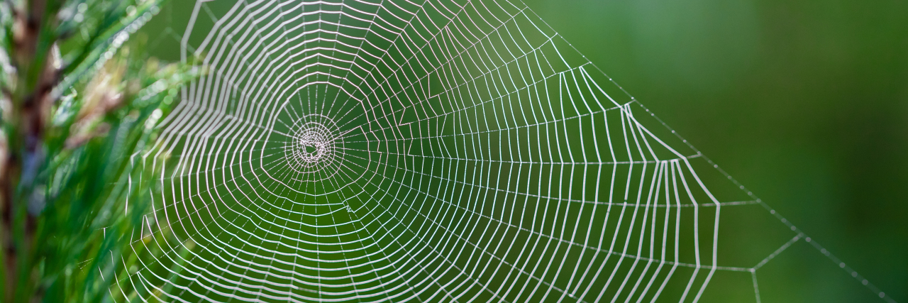 A spider web in a pine tree during dawn with early morning dew in the National park Brunssumerheide in Limburg, the Netherlands on a September morning.