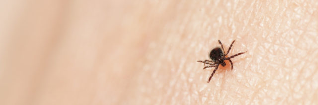 closeup of blacklegged tick