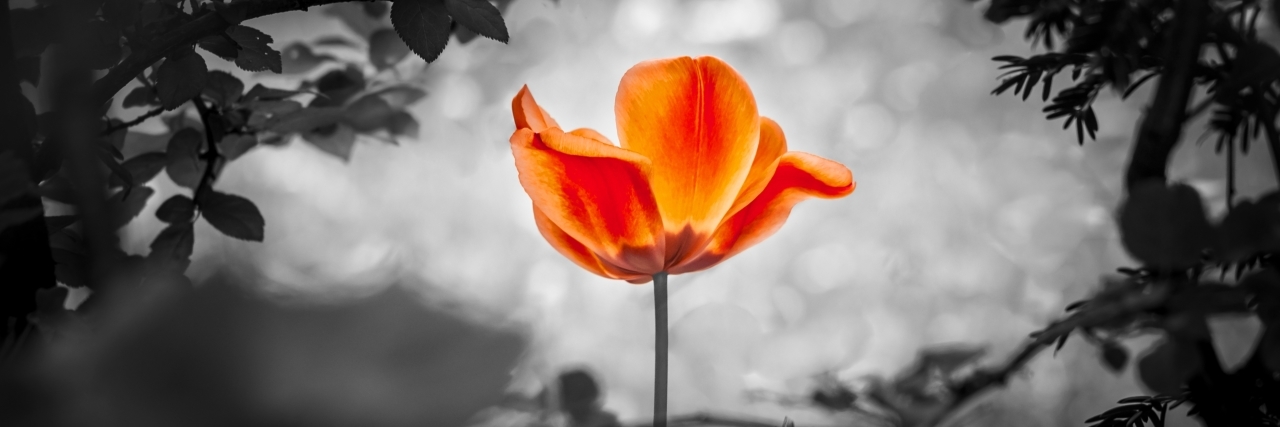 What Grief Awareness Day Means to Me a red tulip over clouds
