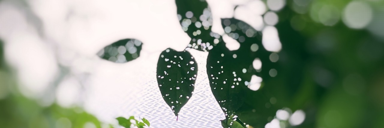 Are You Intense Like Me? green leaves and a pond in the background