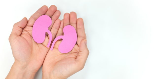 Hands holding paper cutout of kidneys.