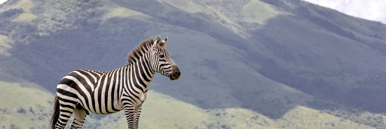 Zebra with a mountain in the background.