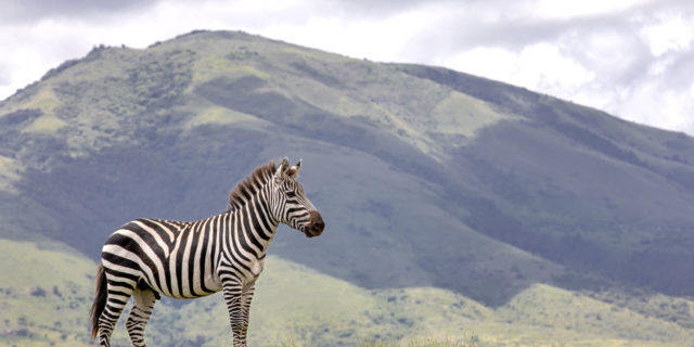 Zebra with a mountain in the background.