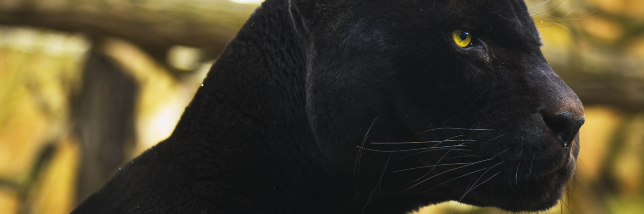 Behind the Brave Face of Someone With a Chronic Illness Black panther sitting and watching.