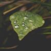 photo of water droplets on a leaf