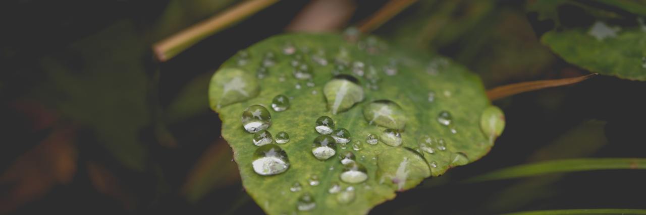 How Suicide Prevention Month Fails People Who Are Suicidal photo of water droplets on a leaf