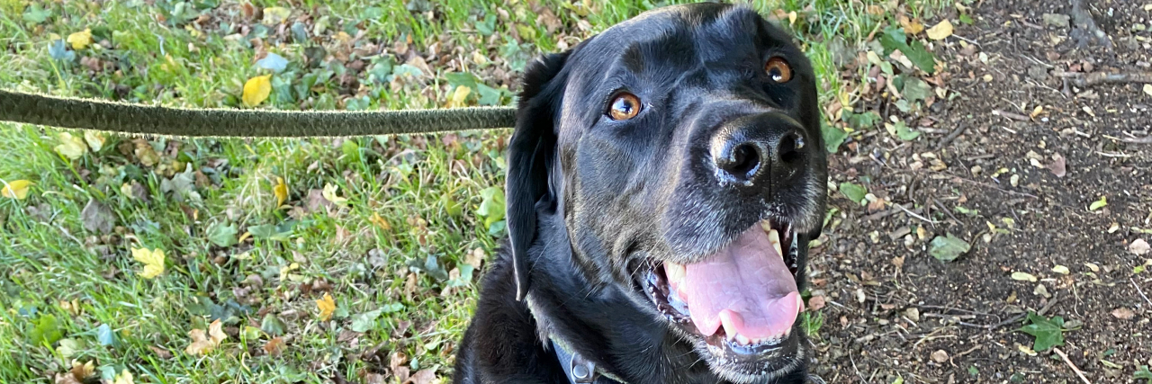 How Pets Can Help Us Keep Going in Life With Chronic Illness Jane's cocker spaniel and Labrador dogs.