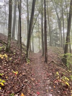 Photo of a trail through a forest. Bottom half of photo shows the trail through a forest floor covered in golden leaves. Top half of photo are trees that are blurred by fog.