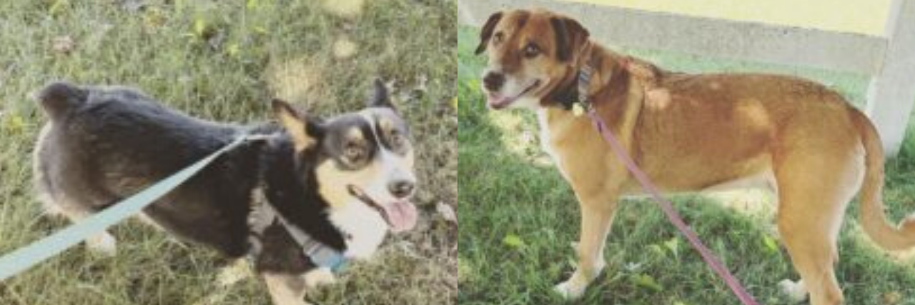 How My Dogs Help Me Maintain My Mental Health and Safety Author's 2 dogs, Daisy the corgi (left), and Penny (right)