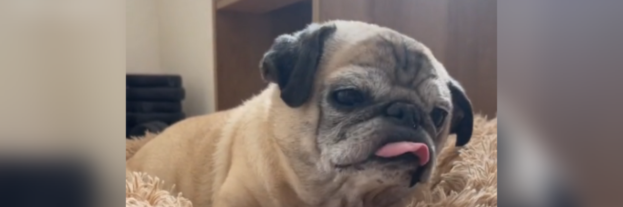 Noodle the Pug Brings the Dog Version of 'Spoon Theory' to TikTok Noodle the pug sleeping on his dog bed.